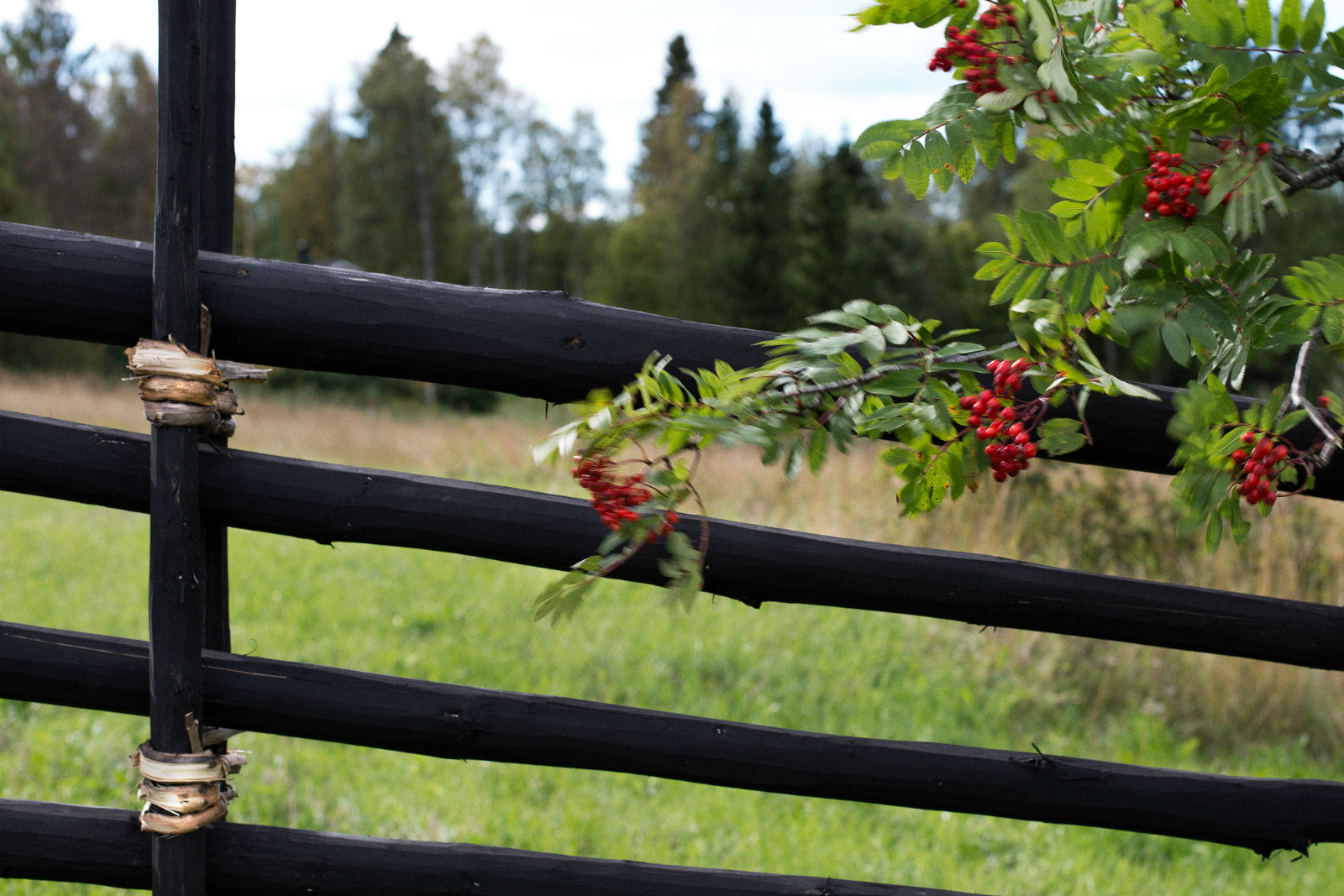 Gardsgard_svart_ronnbar_1600x1067