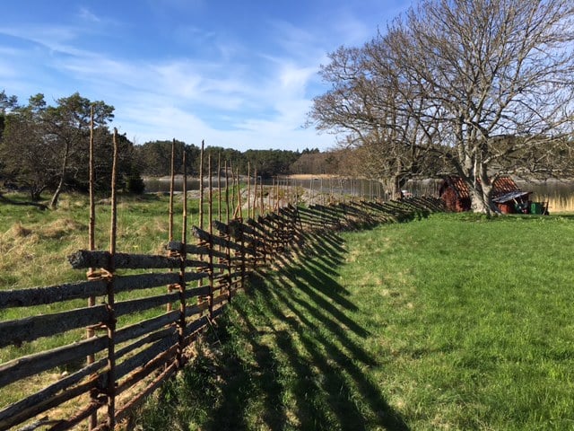 Restaurerad gärdsgård med nya stör och återvunna slanor.