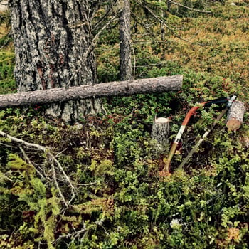 Utsyning av gärdsgårdsvirke