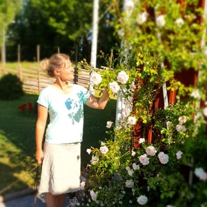 Rosen New Dawn och gärdsgård från Jämtgärsgård hos Landskapsingenjör och Trädgårdsmästare Stina.