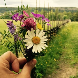Midsommar, 7 sorters blommor #ekolsundsslott