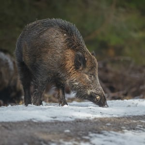 Vildsvin_iStock-624125902_800x800