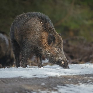 Gärdsgård kan hålla vildsvin utanför tomten. Foto: iStockphoto