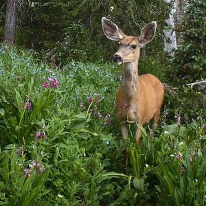 mule-deer-2069456_1920_800x800