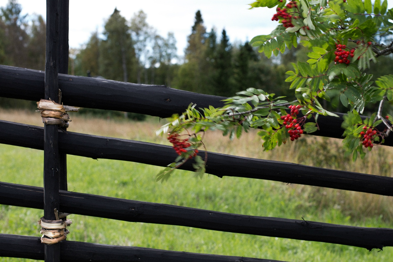 Gardsgard_svart_ronnbar_1600x1067 Gardsgard_svart_ronnbar_1600x1067