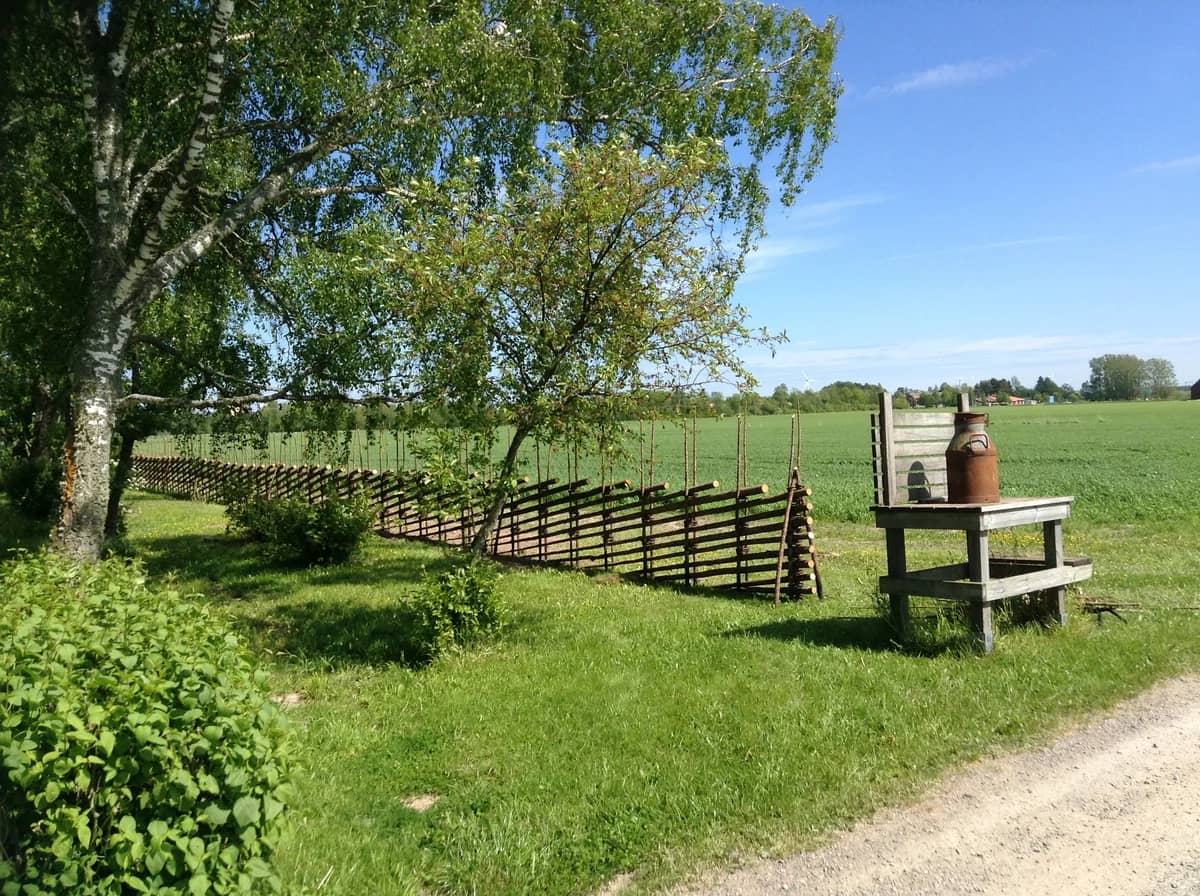 Traditionell gärdesgård längs en grön äng med björkar och öppet odlingslandskap under klarblå himmel.